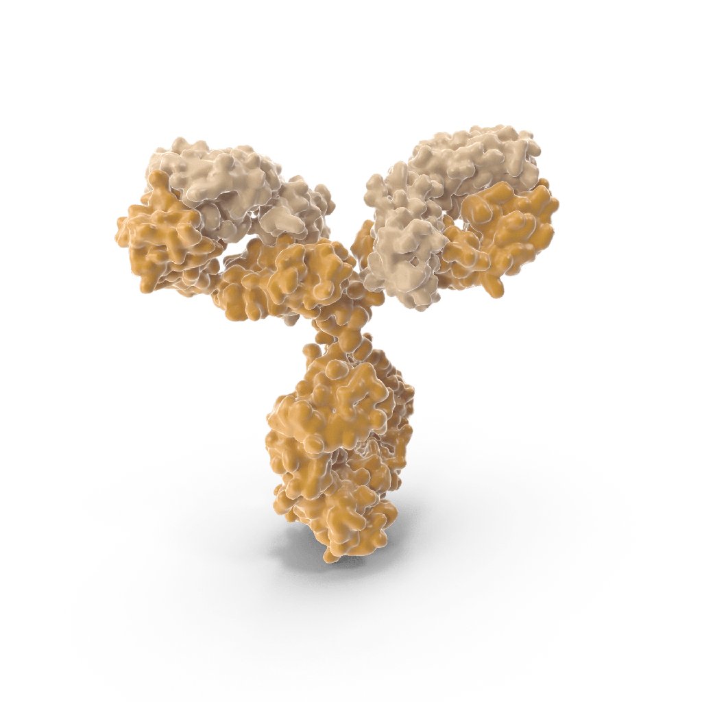 Human anti glial fibrillary acidic protein  GFAP  autoantibody ELISA kit size: 96 Tests